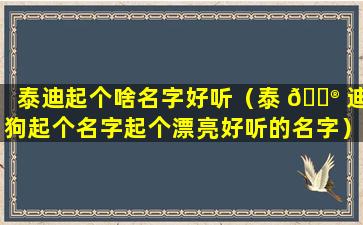 泰迪起个啥名字好听（泰 💮 迪狗起个名字起个漂亮好听的名字）